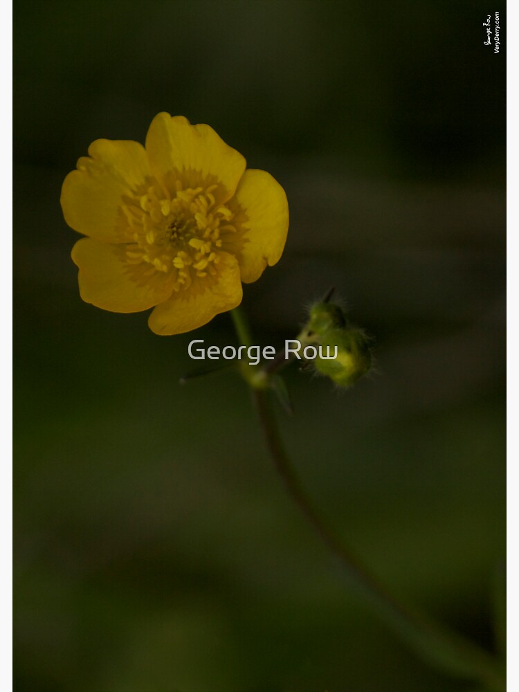 Meadow Buttercup - Burntollet Woods, County Derry by VeryIreland