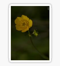 Meadow Buttercup - Burntollet Woods, County Derry Sticker