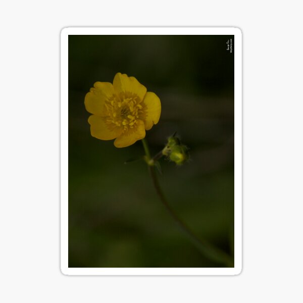 Meadow Buttercup - Burntollet Woods, County Derry Sticker