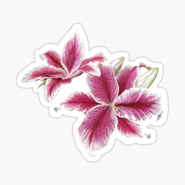 Stargazer Lilly Sticker