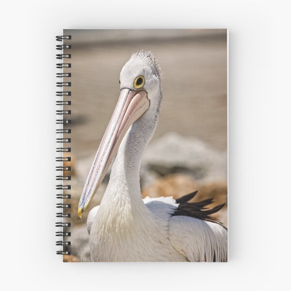 Item preview, Pelican portrait (in Batemans Bay/NSW/Australia) designed and sold by Wolf Sverak Photography.