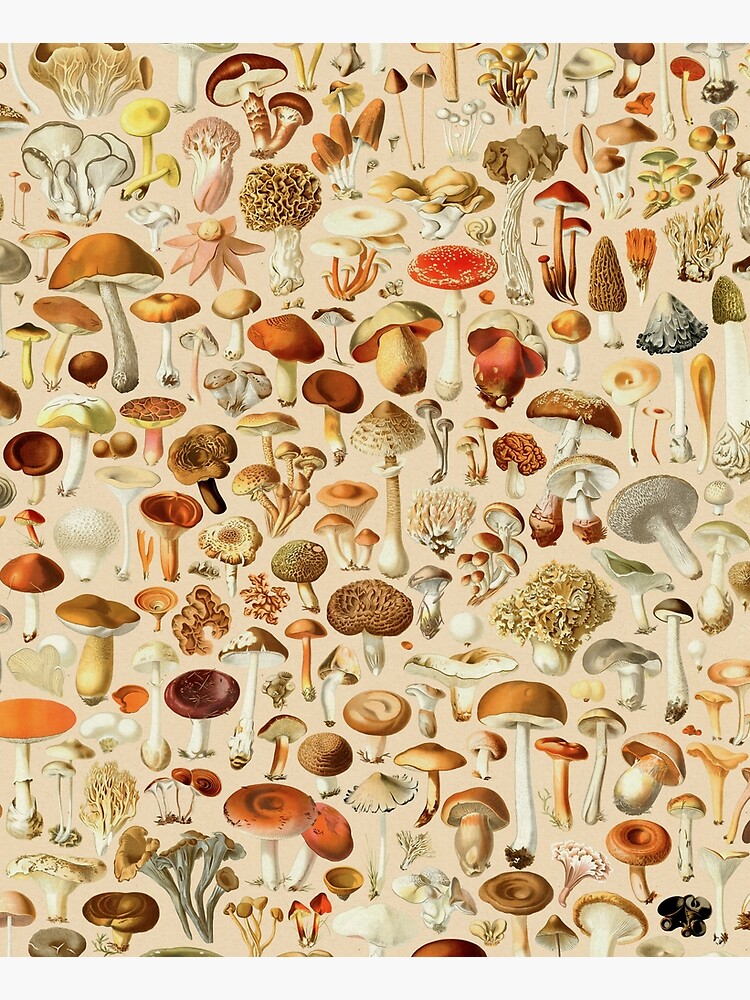 Vintage Mushroom Designs Collection by PixelHunter