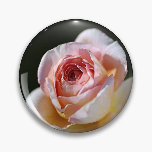 Item preview, The Abraham Darby Rose Bud designed and sold by Joy Watson - Natural Light Photography .