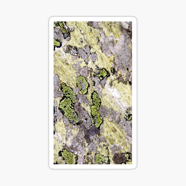 Item preview, lichen designed and sold by KathleenDawson.
