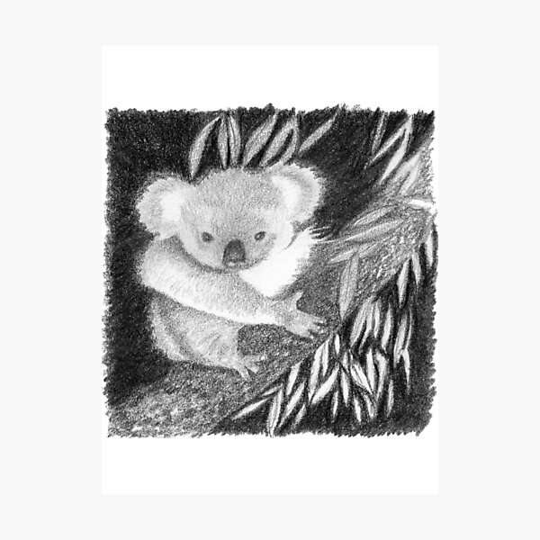 Baby Koala Pencil Drawing Print Wildlife Art Artwork Signed by