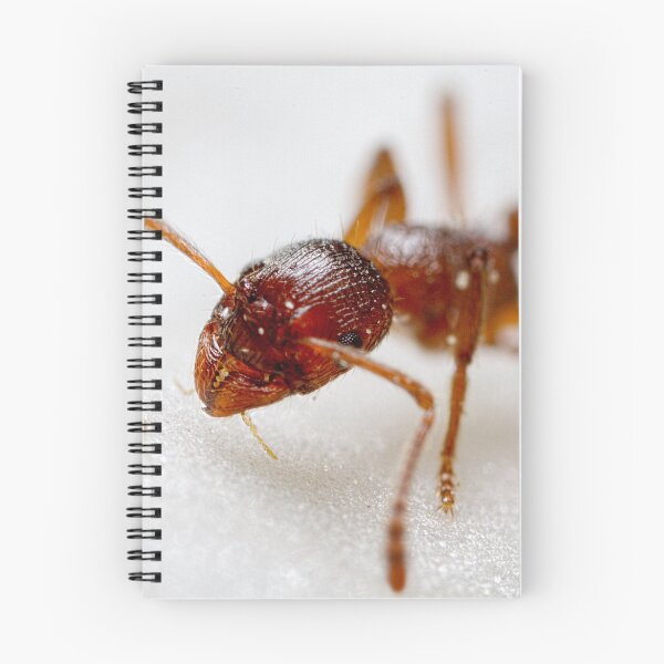 Item preview, Extreme macro Ant on a clematis petal designed and sold by MrBennettKent.