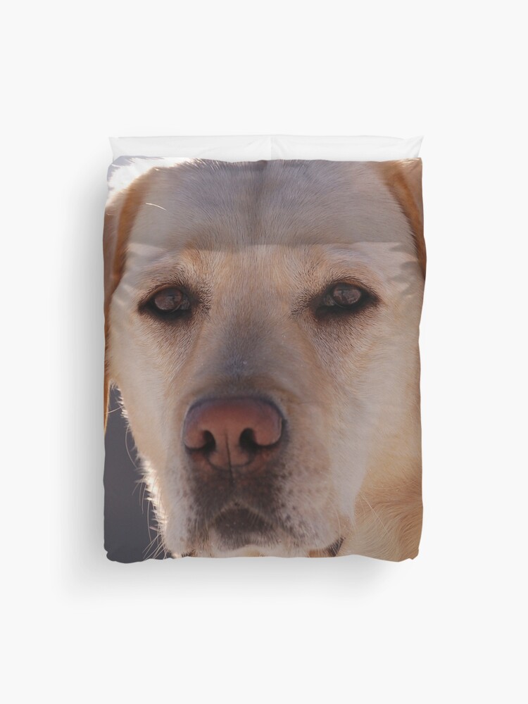 Golden Retriever Chiffon Cover UP Golden Retriever Chiffon Cover UP