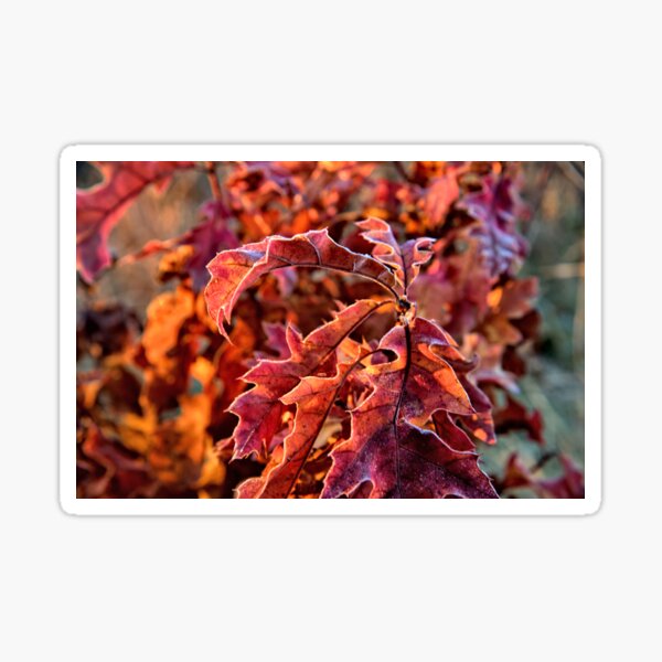 Item preview, Thanksgiving Colors designed and sold by LynyrdSky.