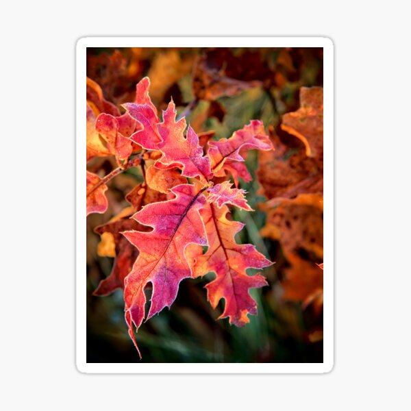 Item preview, Thanksgiving Oak designed and sold by LynyrdSky.