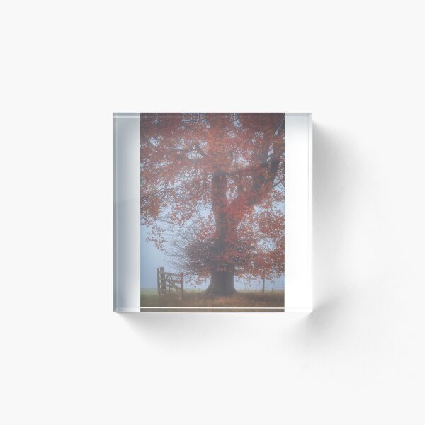 Beech tree by an open gate in the autumn mist Acrylic Block