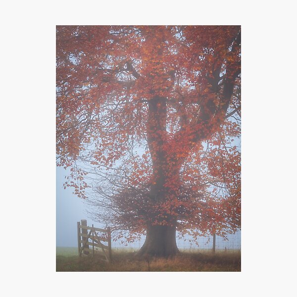 Beech tree by an open gate in the autumn mist Photographic Print