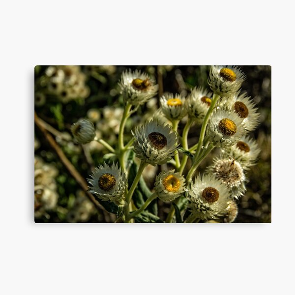 Item preview, Bush flowers designed and sold by TCPhotoStore.
