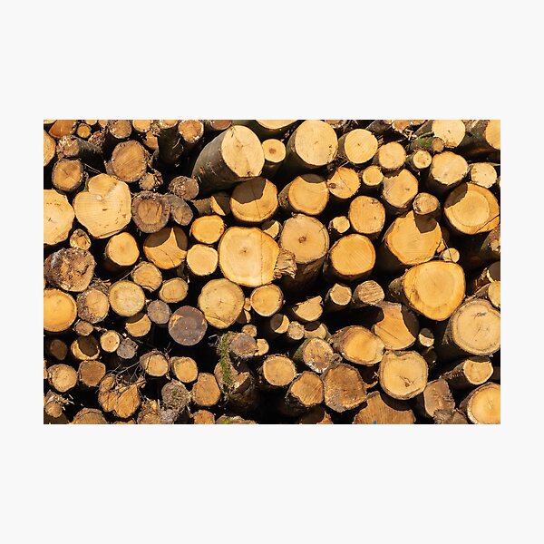 Wooden logs Photographic Print