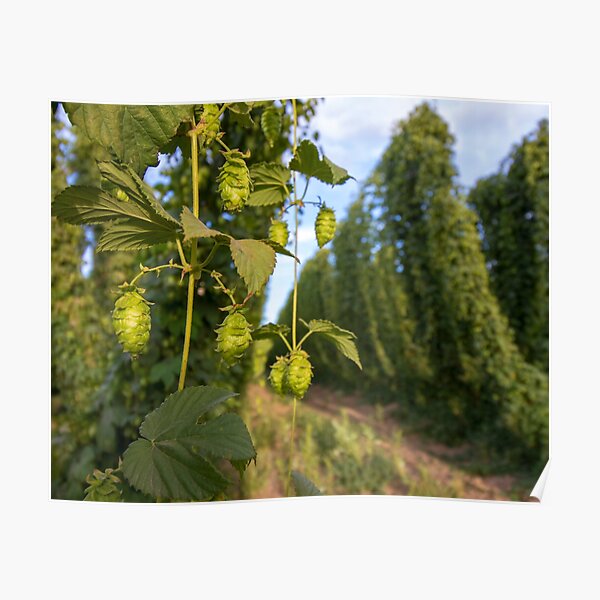 Hops on the Vine Poster