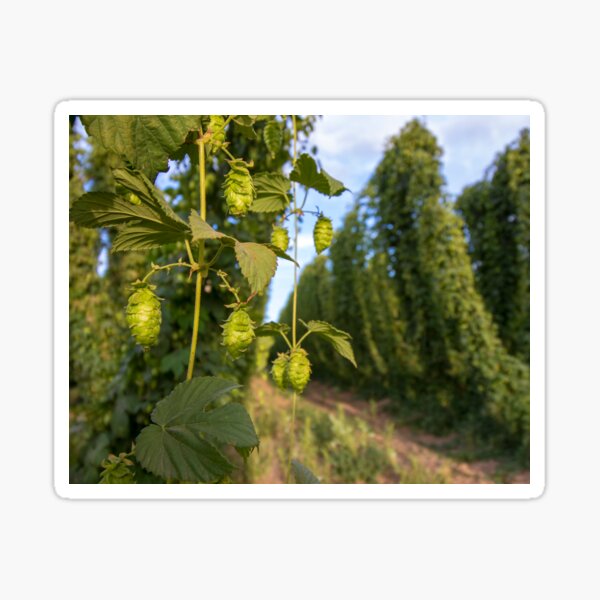 Hops on the Vine Sticker