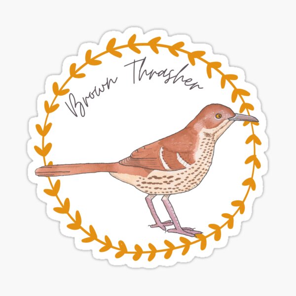 Brown Thrasher Gifts & Merchandise for Sale | Redbubble