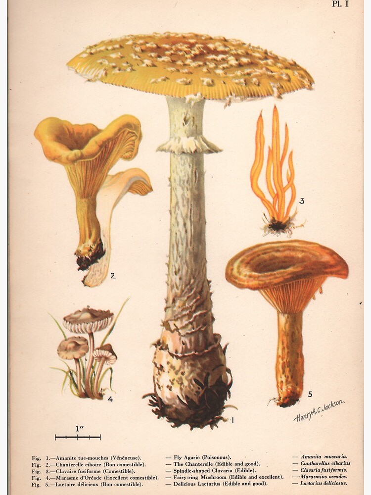 Livre de champignons, livre botanique vintage, 1979, guide de champignons,  image de champignon, illustration de cèpe, impression dart de champignon,  peinture de nature -  France