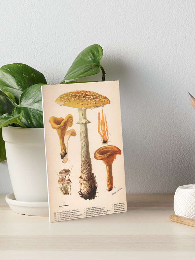 Plants Notes Acrylic Stamp Set, Botanical, Mushroom, Vintage