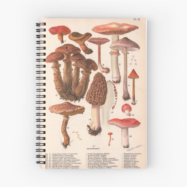 Item preview, Vintage Mushroom Botanical Print 2 designed and sold by Paul David Wilson.