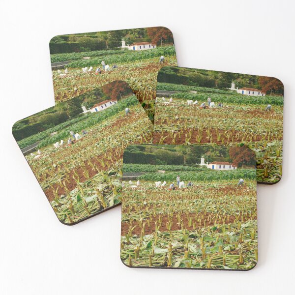 Item preview, Taro field designed and sold by Gaspar Avila.