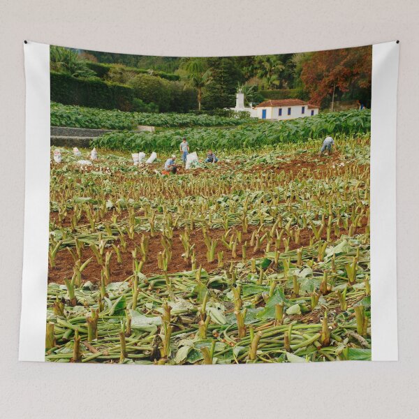 Item preview, Taro field designed and sold by Gaspar Avila.