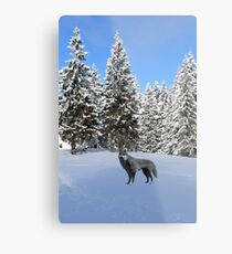 A wolf in the snow. Metal Print