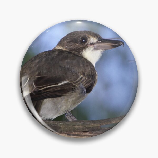 Item preview, Grey Butcherbird ~ Immature designed and sold by Robert Elliott.