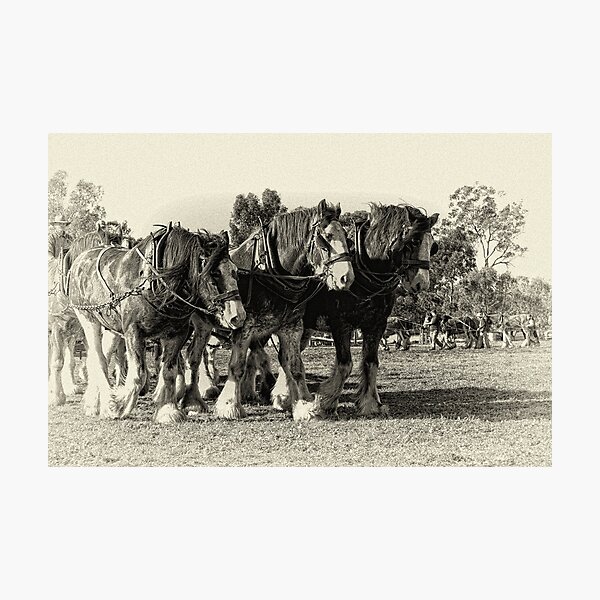 The Log Pull Photographic Print