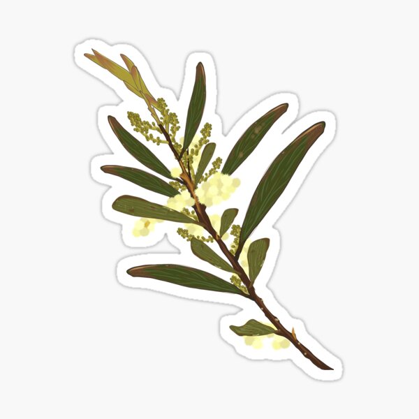Golden Wattle - Australian Native Plant Design Sticker