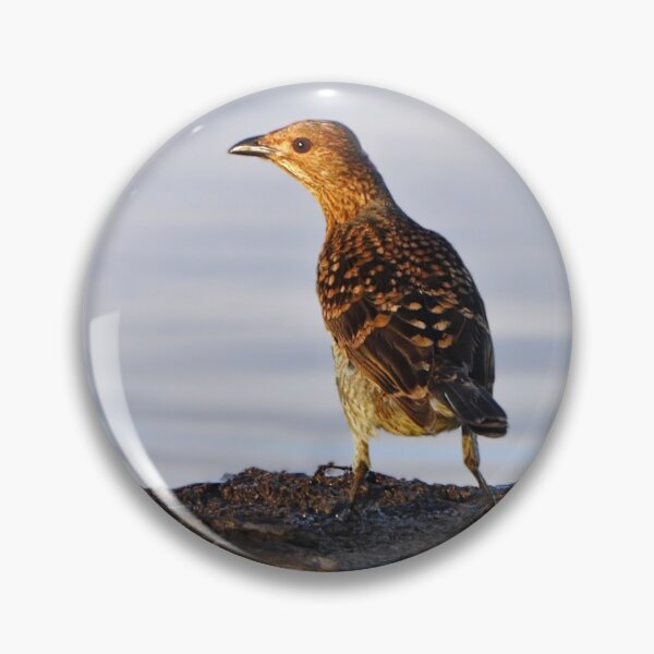 Item preview, Spotted Bowerbird designed and sold by Robert Elliott.