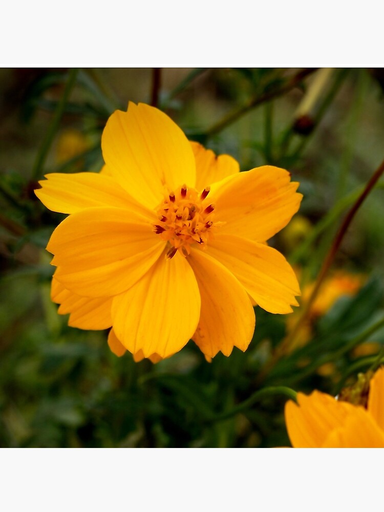 Golden Coreopsis by douglasewelch