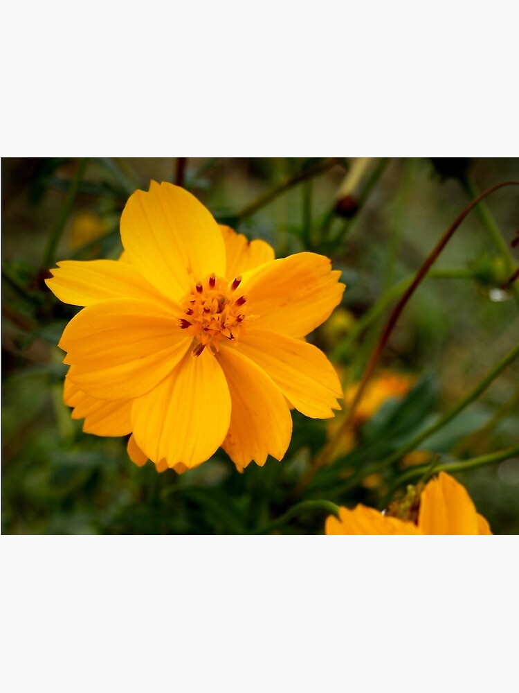 Golden Coreopsis by douglasewelch