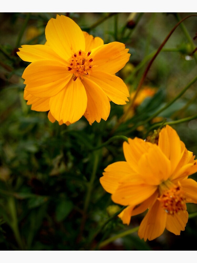 Golden Coreopsis by douglasewelch