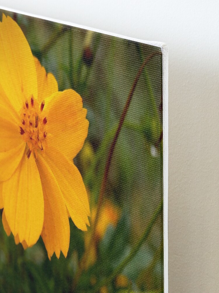 Alternate view of Golden Coreopsis Mounted Print