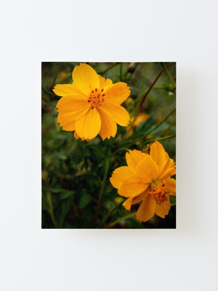 Alternate view of Golden Coreopsis Mounted Print
