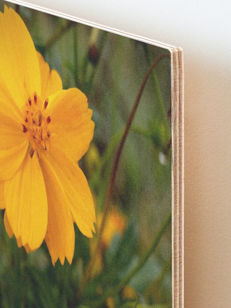 Alternate view of Golden Coreopsis Mounted Print