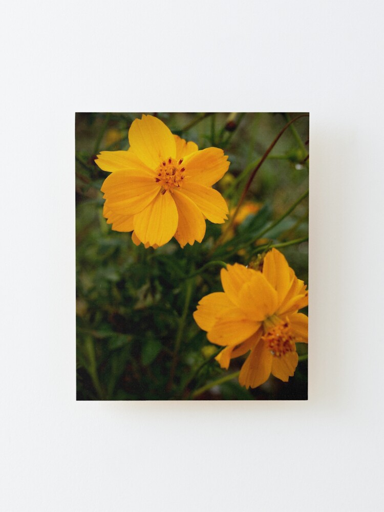 Alternate view of Golden Coreopsis Mounted Print