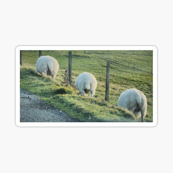 Eeeek - Sheep with tails ! Sticker