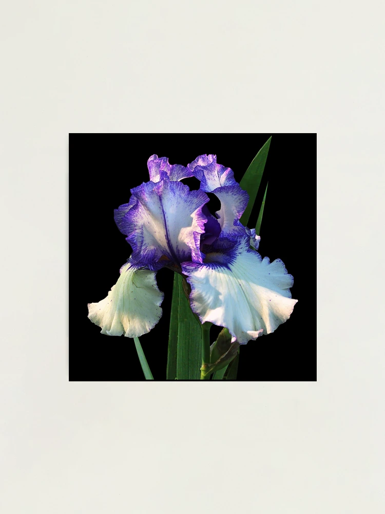 Iris germanica 'Bold Print