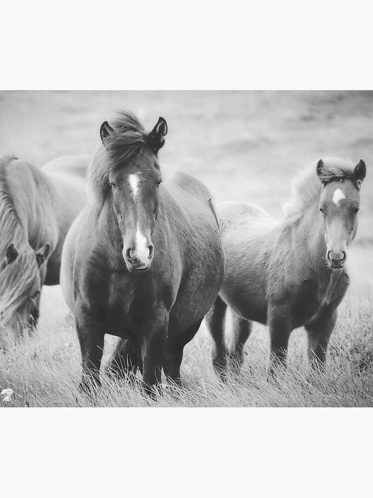 black-and-white-horses-photography-poster-by-photocookie-redbubble