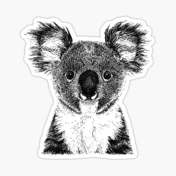 Produits Sur Le Theme Koala Croquis Redbubble