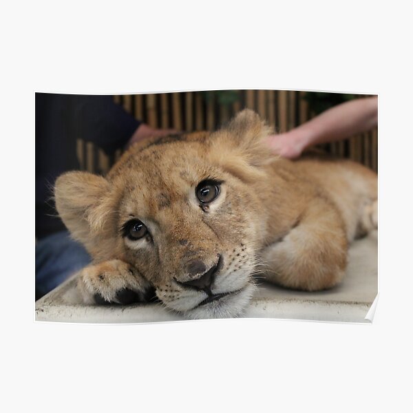 Posters Sur Le Theme Lionceau Redbubble