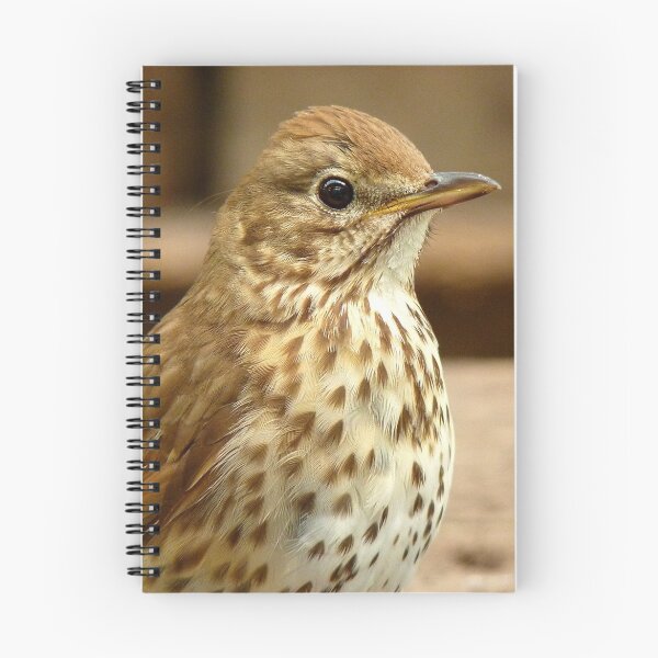 Item preview, I'm As Beautiful As My Song Is..! - Song Thrush - NZ designed and sold by AndreaEL.