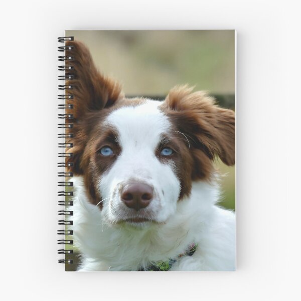 Item preview, I'm Listening! - Border Collie - NZ designed and sold by AndreaEL.