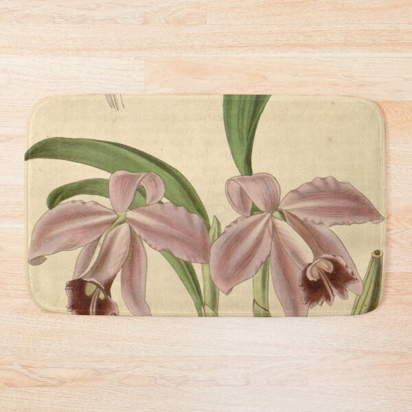 Item preview, Sophronitis pumila (as Cattleya pumila) Curtis' 65 (N.S. 12) pl. 3656 (1839) designed and sold by EsotericBotanic.