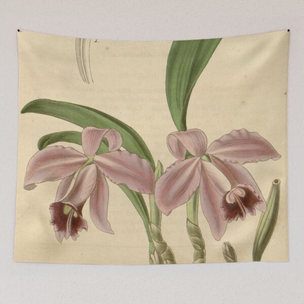 Item preview, Sophronitis pumila (as Cattleya pumila) Curtis' 65 (N.S. 12) pl. 3656 (1839) designed and sold by EsotericBotanic.