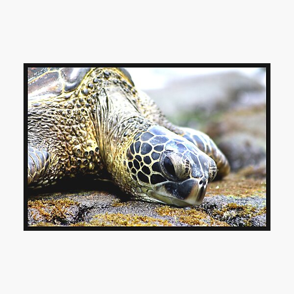 Item preview, Sea Turtle Close-Up designed and sold by sharkbait83.