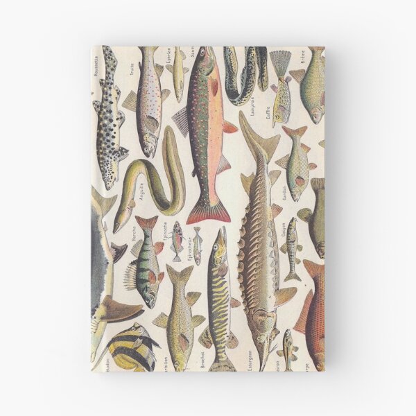 Item preview, Adolphe Millot Fish Larousse Encyclopedia Vintage Scientific Illustration Educational Lithograph designed and sold by Ejaaz.