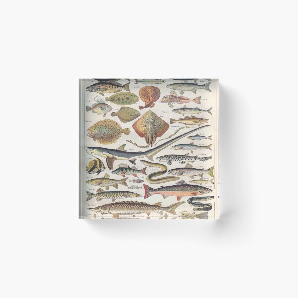 Item preview, Adolphe Millot Fish Larousse Encyclopedia Vintage Scientific Illustration Educational Lithograph designed and sold by Ejaaz.
