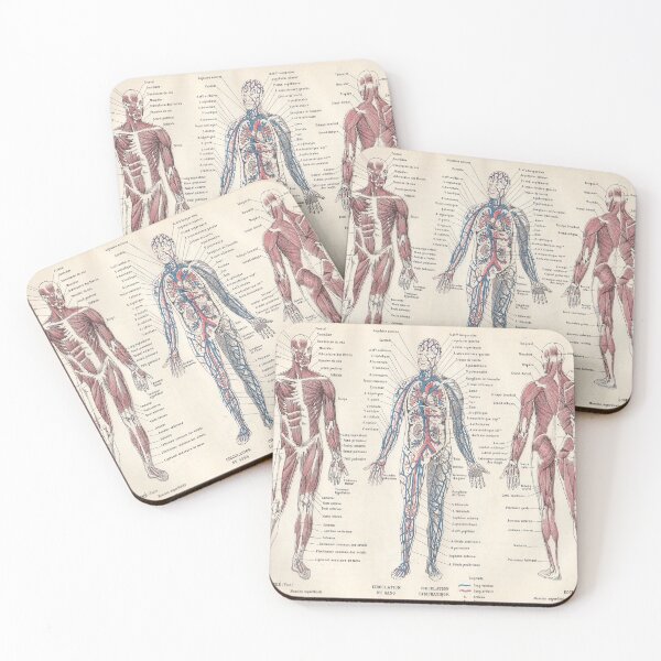 Item preview, Adolphe Millot Human Anatomy Larousse Encyclopedia Vintage Scientific Illustration Educational Lithograph designed and sold by Ejaaz.
